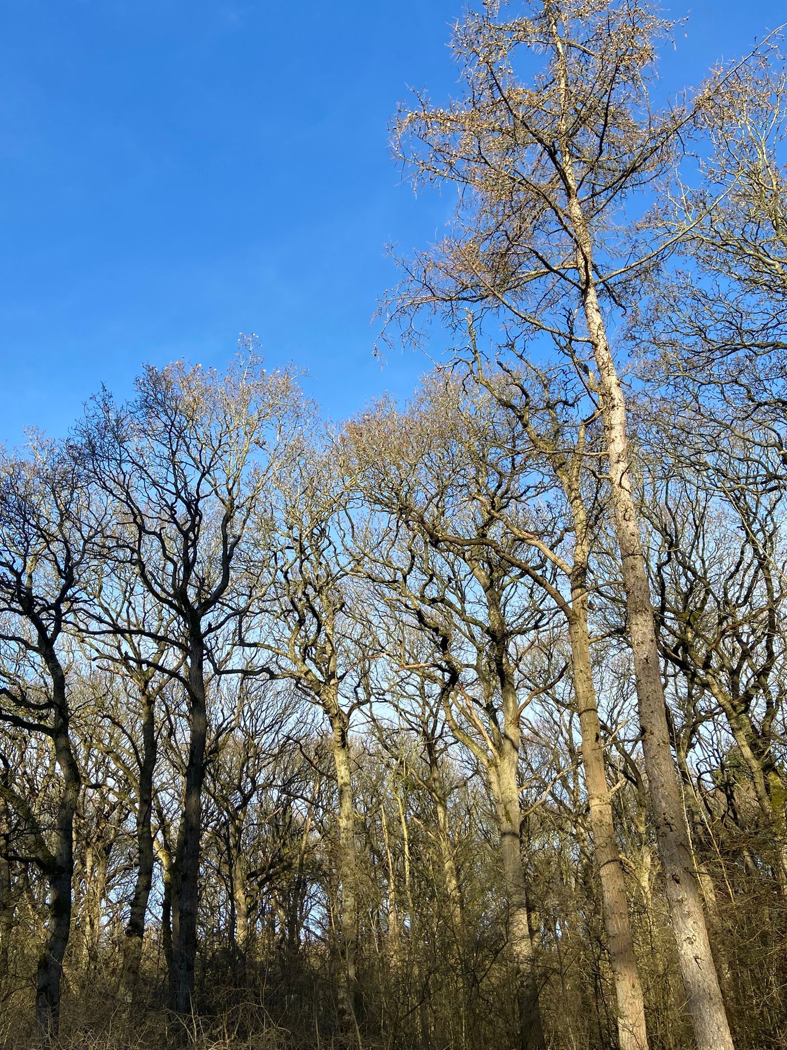 Bare trees in winter against a blue sky